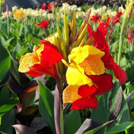 Canna 'Cleopatra' Bulbs