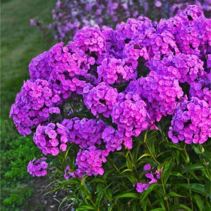 Phlox 'Fashionably Early Flamingo'