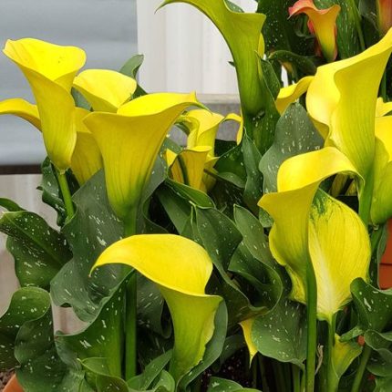 Calla Lily Morelii Bulb