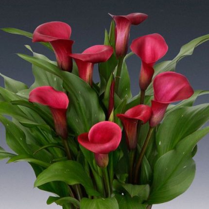 Calla Lily Santa Fe Bulb