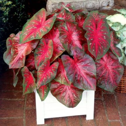 Caladium Red Flash Bulbs