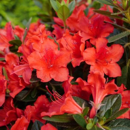 Rhododendron PERFECTO MUNDO Orange Azalea