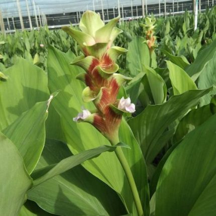 Curcuma 'Emerald Green' Ornamental Turmeric Bulbs