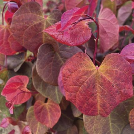 Cercis Hearts A'Fire Redbud