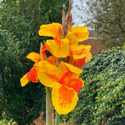 Canna 'Taroudant' Canna Lily Bulb