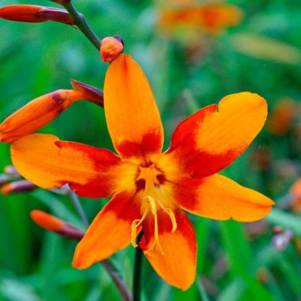 Crocosmia 'Emily McKenzie' Falling Stars Bulbs
