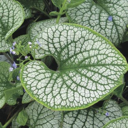 Brunnera 'Sea Heart'