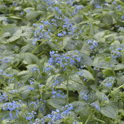 Brunnera 'Sea Heart'