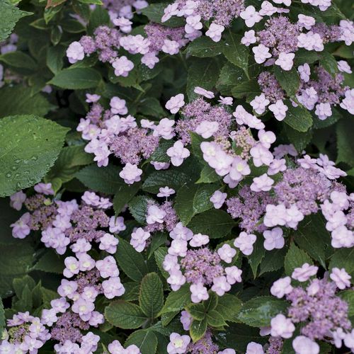 Hydrangea Tiny Tuff Stuff Mountain Hydrangea