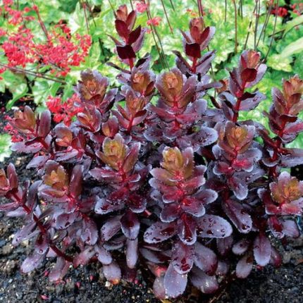 Sedum 'Touchdown Teak'