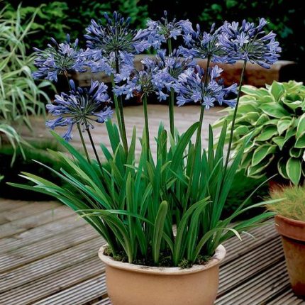Black Buddha Lily of the Nile