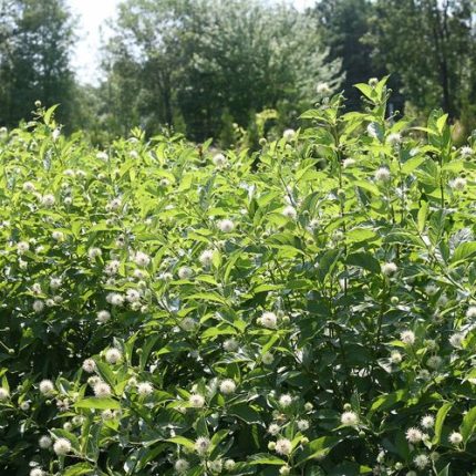 Cephalanthus Sugar Shack Dwarf Buttonbush