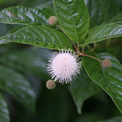 Cephalanthus Sugar Shack Dwarf Buttonbush