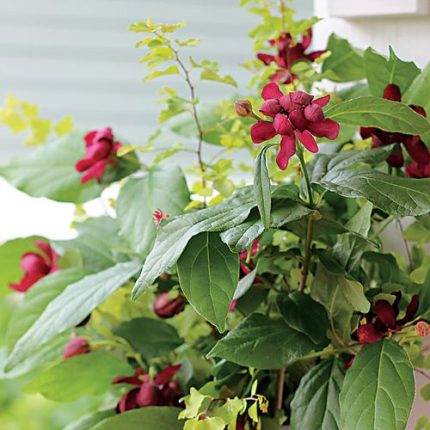 Calycanthus 'Aphrodite' Sweetshrub
