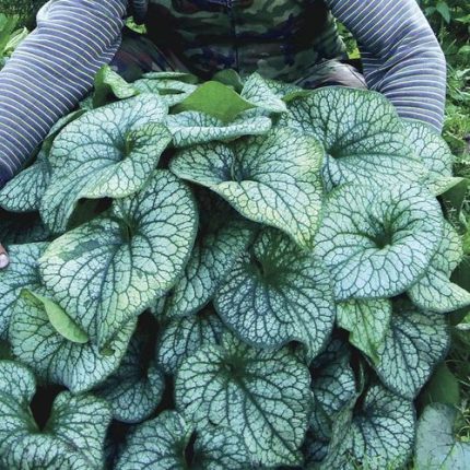 Brunnera 'Alexander's Great'