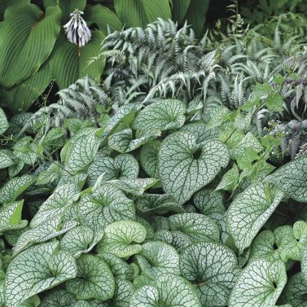 Brunnera 'Alexander's Great'