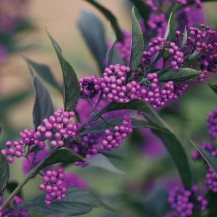 Callicarpa Pearl Glam®