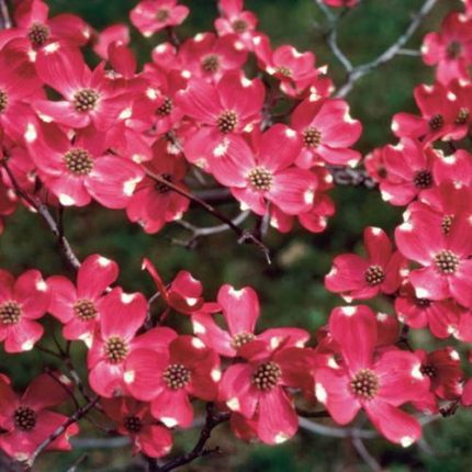 Cherokee Brave Dogwood