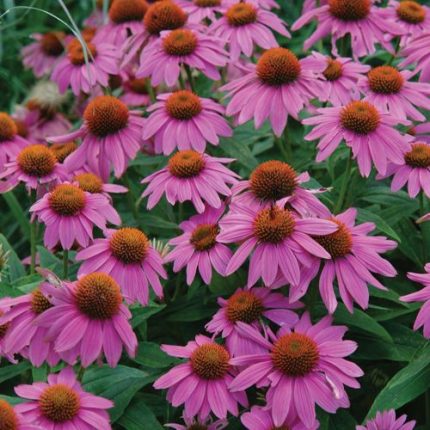 Echinacea PowWow Wild Berry Coneflower