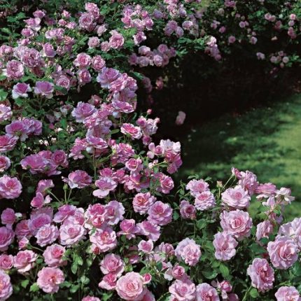 Fragrant Lavender Simplicity Hedge Rose