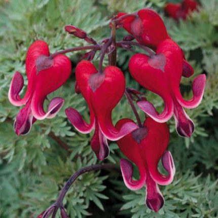 Burning Hearts Bleeding Heart