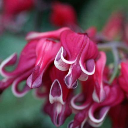 Burning Hearts Bleeding Heart