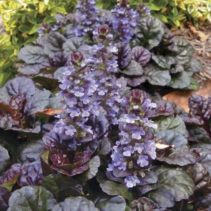 Black Scallop Bugleweed