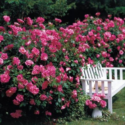 Simplicity Hedge Rose