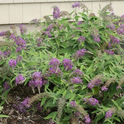 Buddleia Lo & Behold Purple Haze