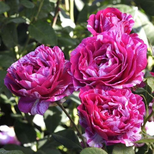 Show Your Stripes Grandiflora Rose | PlantsRoses
