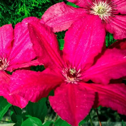 Clematis 'Ernest Markham'