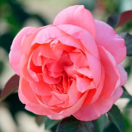 English Coral Grandiflora Rose sale